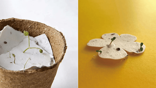 what is seed paper(Plantable Paper) looks like