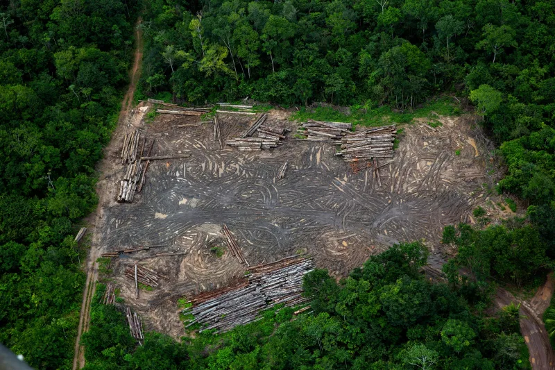 deforestation impact unsustainable packaging wildlife community