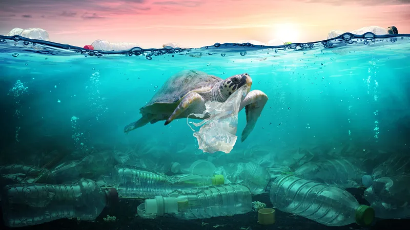environmental impact sustainable packaging plastic pollution wildlife