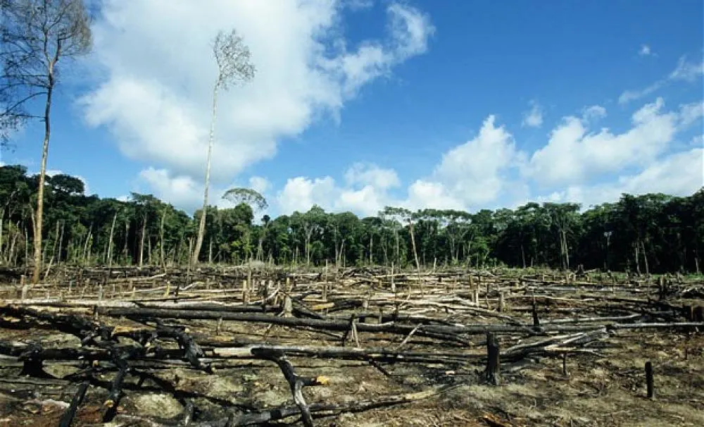 deforestation sustainable forestry paper production environmental impact