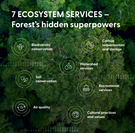 FSC certified sustainable forest with rich biodiversity and green trees