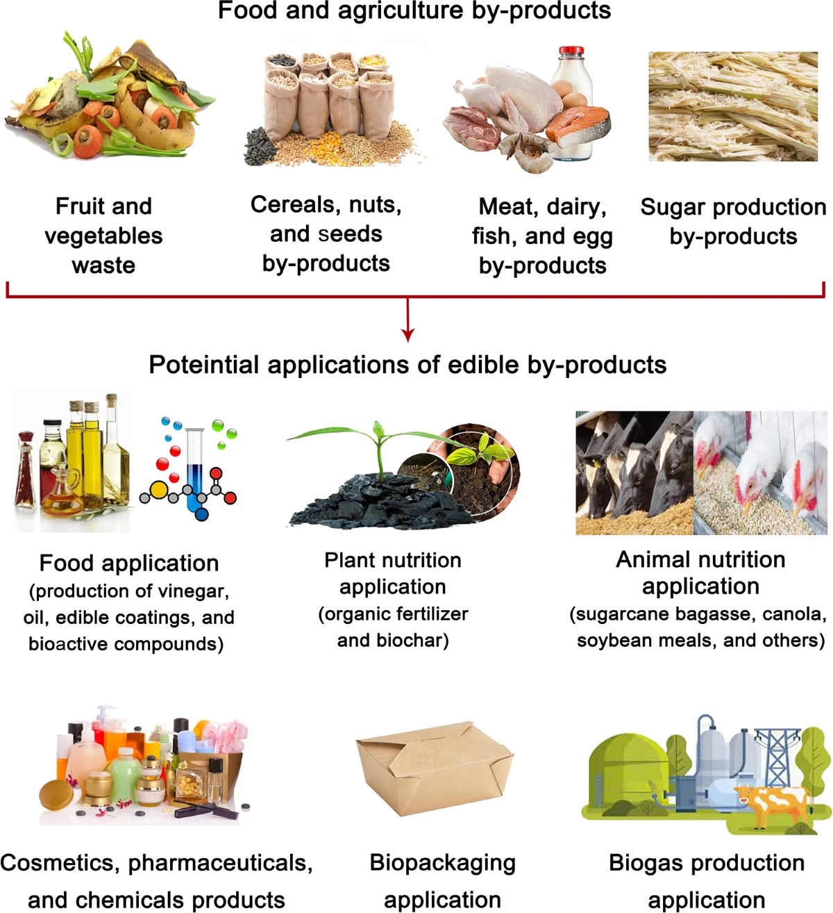 biodegradable cartons made from recycled agricultural waste