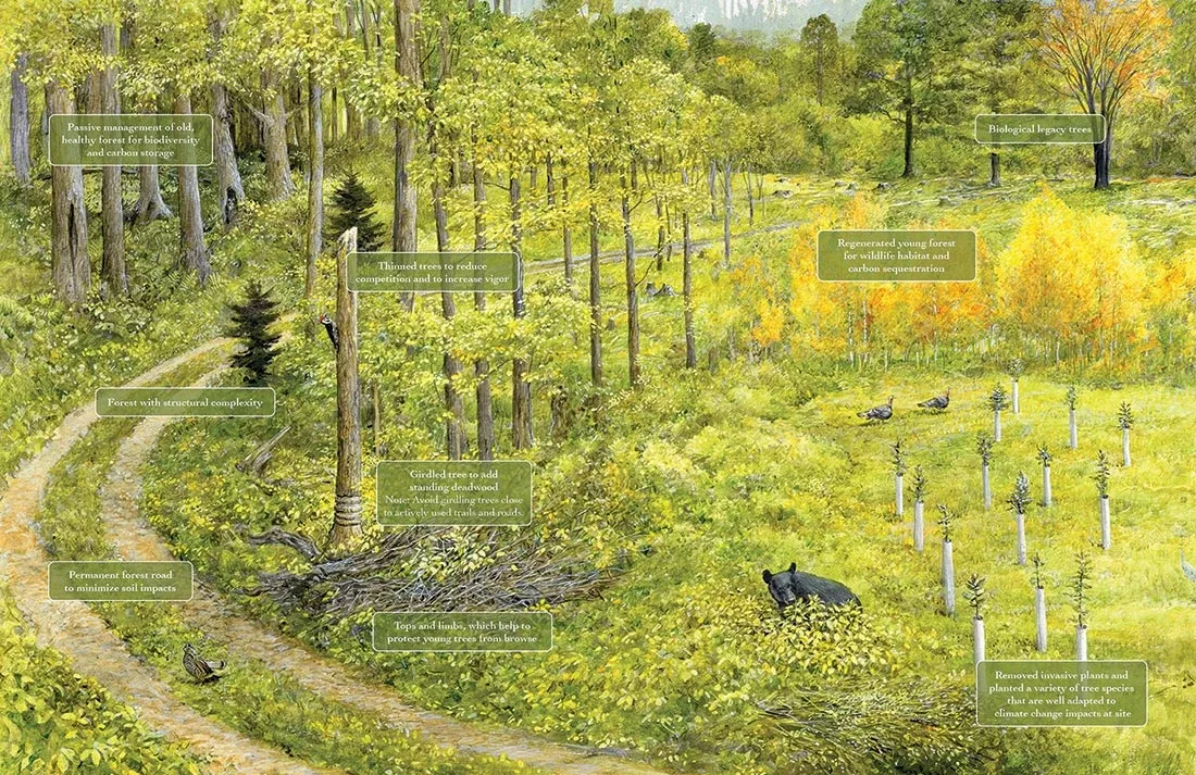 FSC certified forest acting as carbon sink and healthy ecosystem