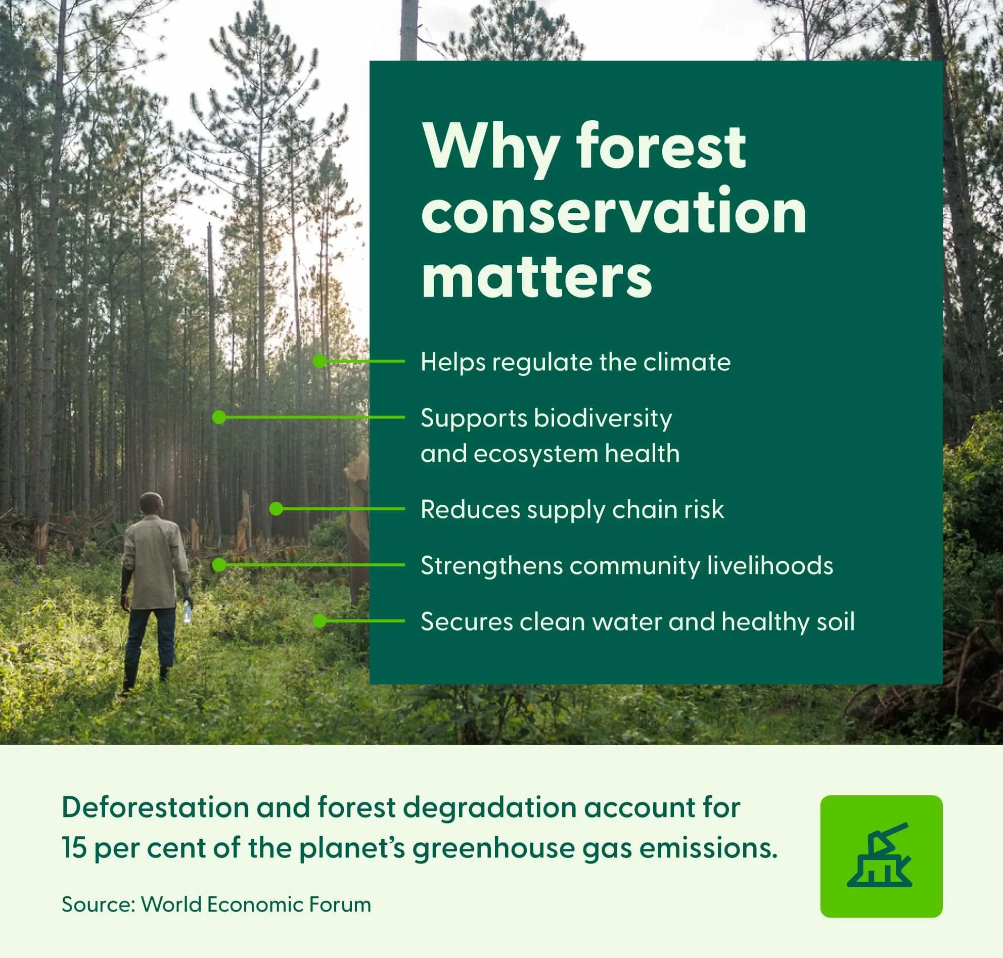 FSC certified sustainable forest with rich biodiversity and green trees