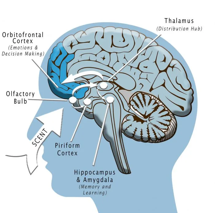 brain limbic system scent memory emotion neuroscience