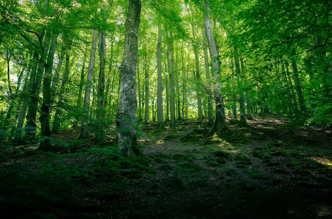 sustainable forest with sunlight, healthy green trees, eco-friendly timber source