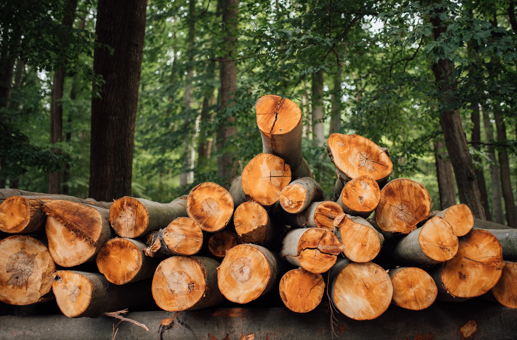 wood pulp paper mill virgin fiber environmental impact packaging