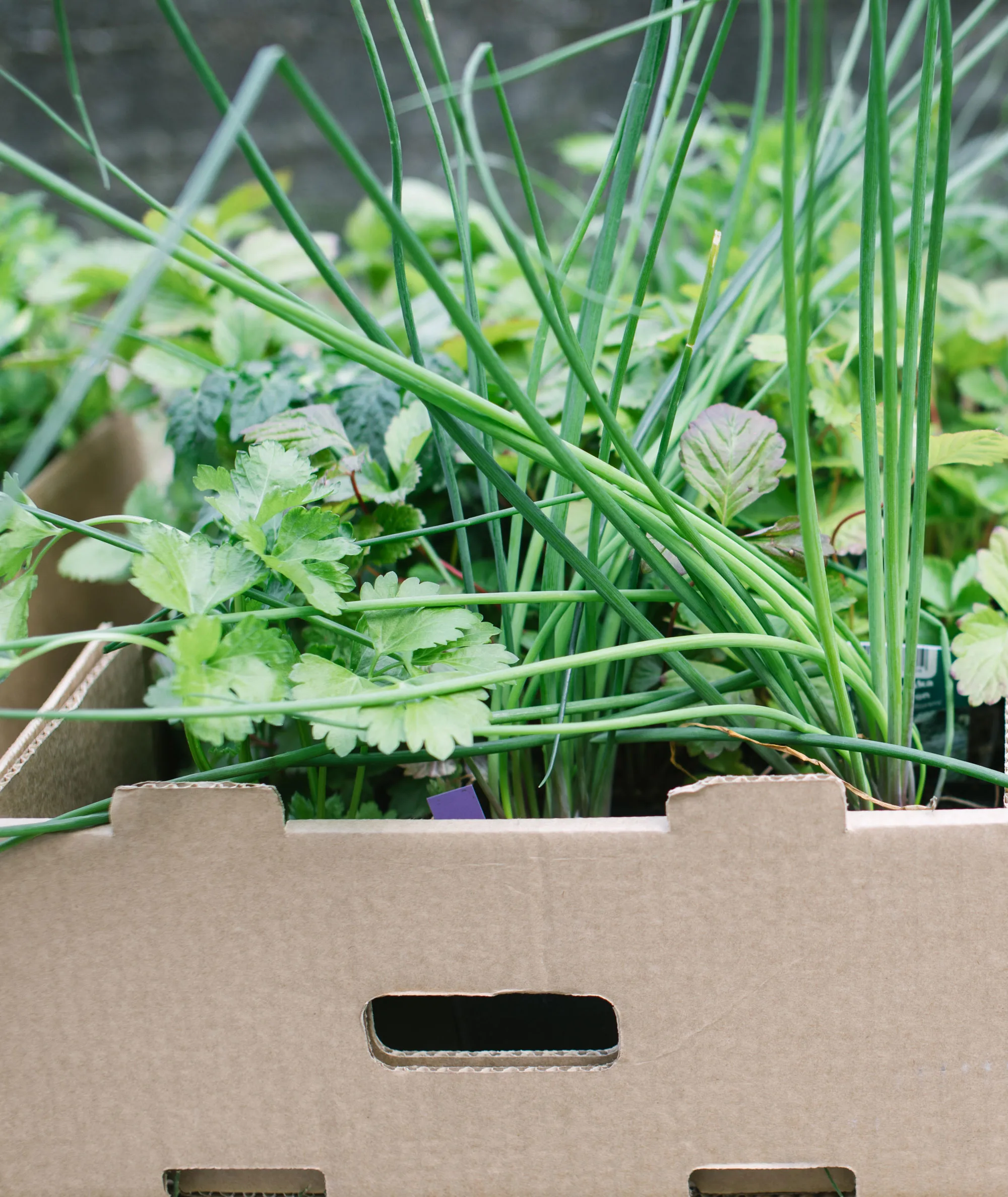 cardboard box used to protect plant from frost in garden