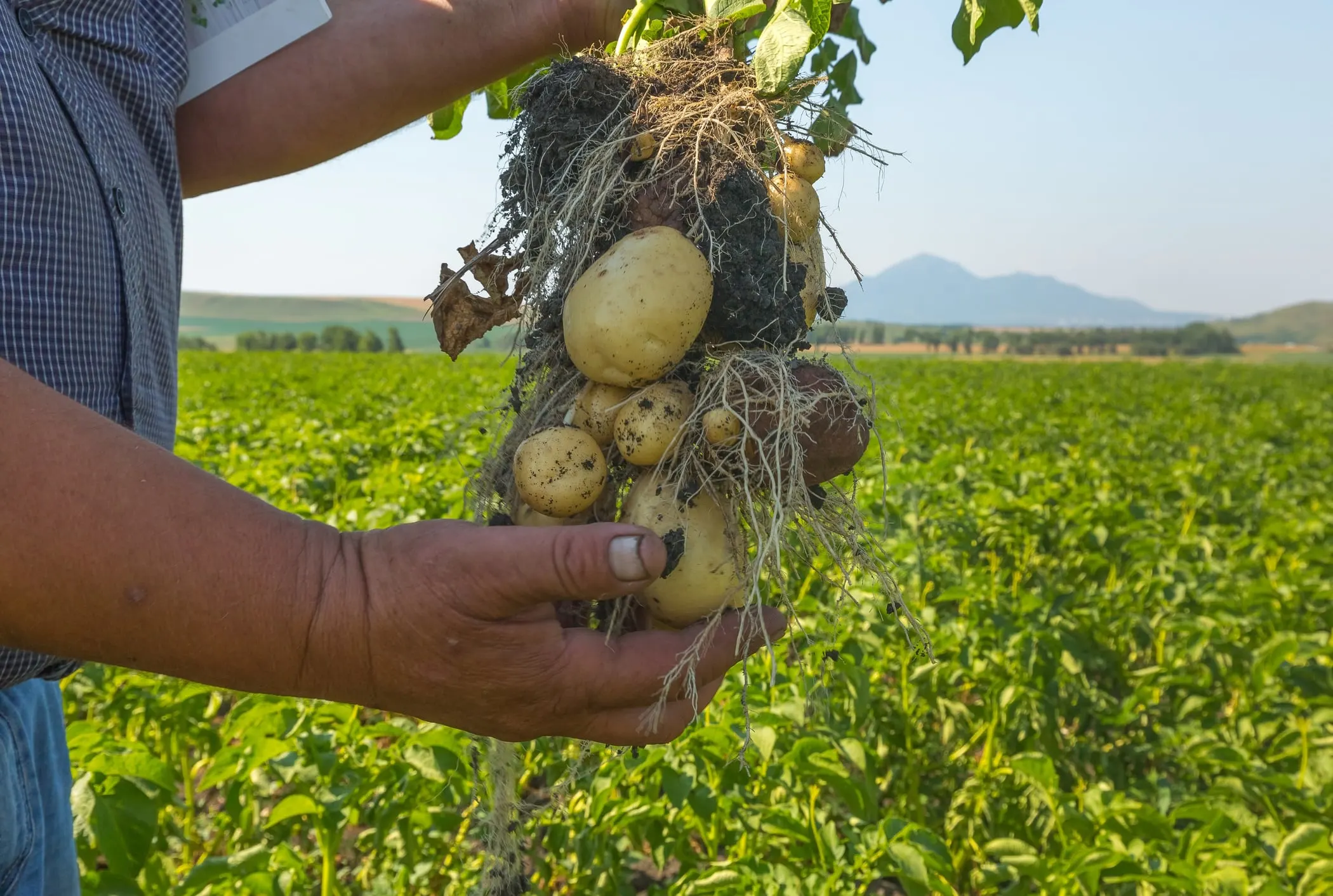 Latin American farmers use sustainable technologies for potato farming