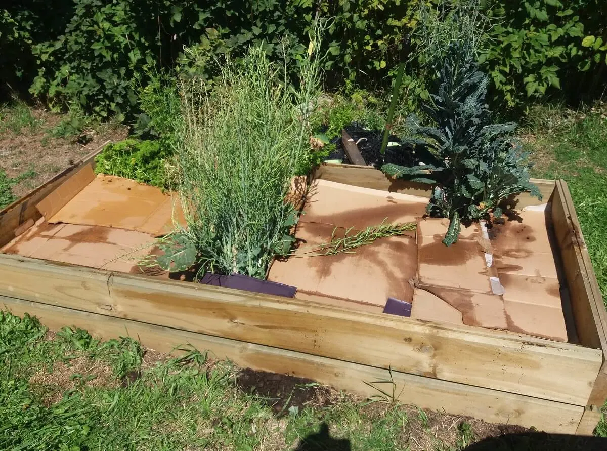 cardboard covering plants to protect from mild frost in garden at night