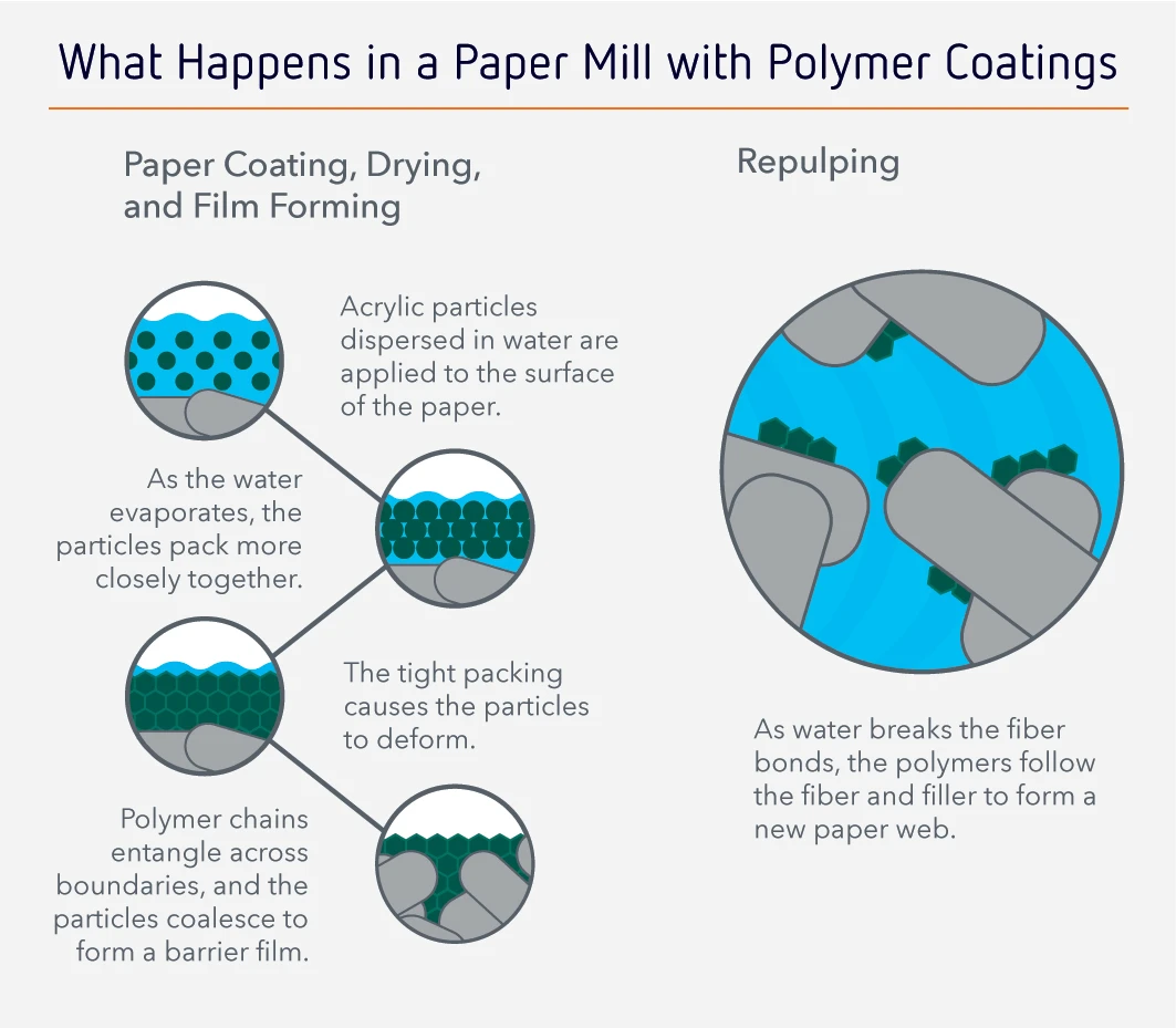 paper recycling process comparing clay-coated and plastic-coated paper