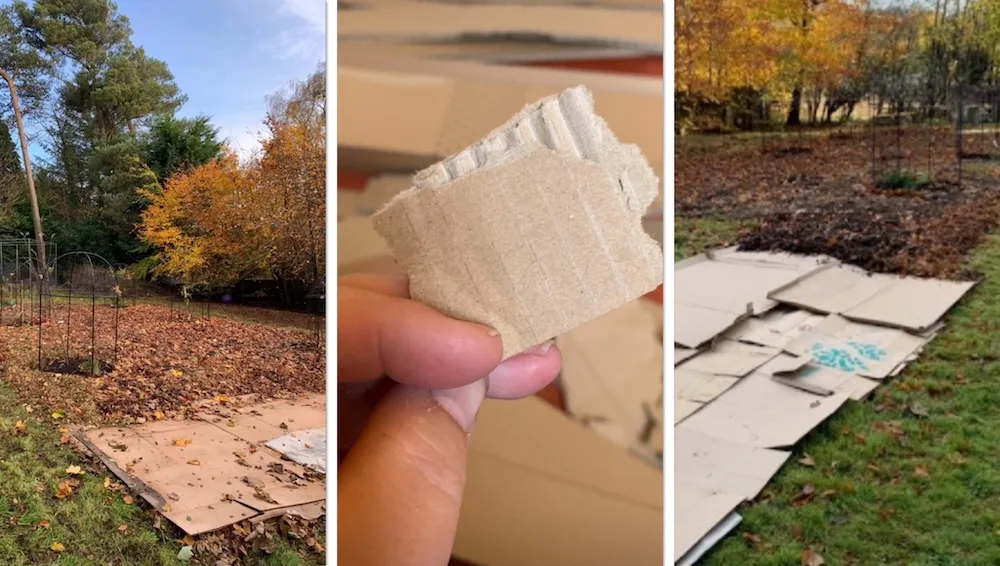 using cardboard boxes to protect plants from frost